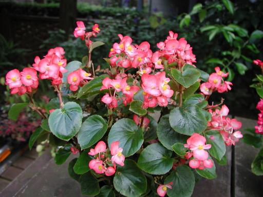 B. ‘Ambassador Rose’